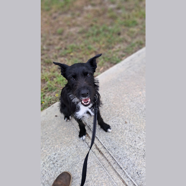 Photo of Smiffy