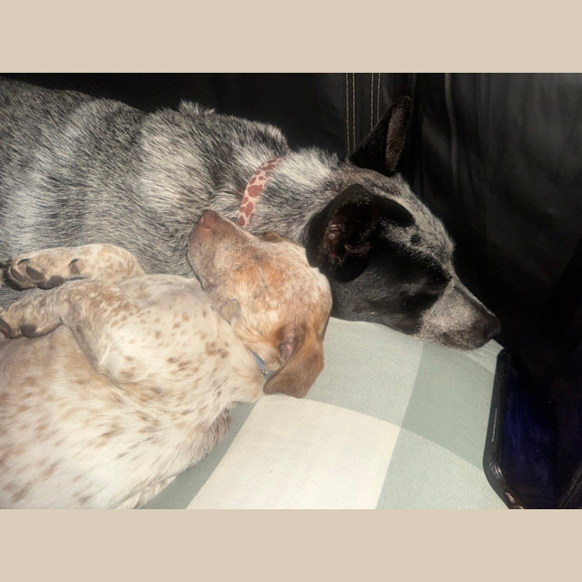 Photo of Hank (Was Buddy)