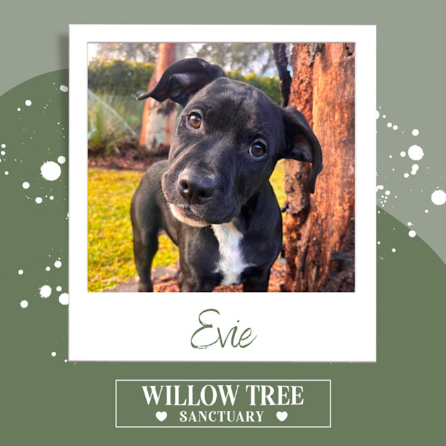 Photo of Evie