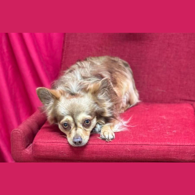 Photo of Choccy