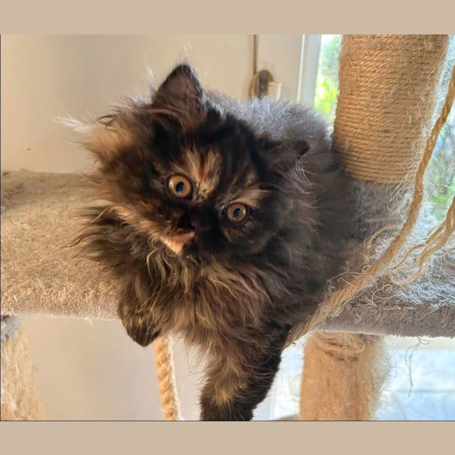 Photo of Pepper