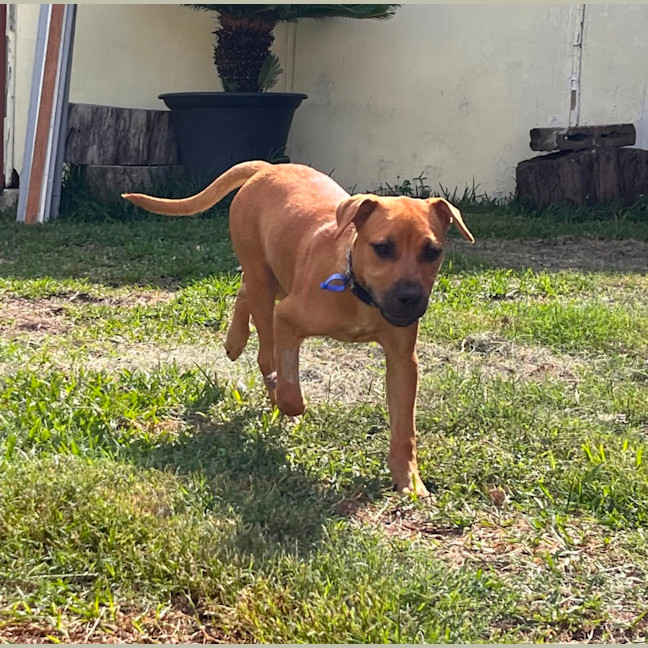 Photo of Josie   4 Month Old Mixed Breed