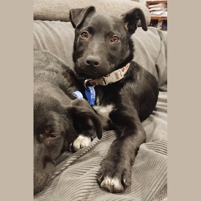 Photo of Nimona   4 Month Old Kelpie X (Trial)