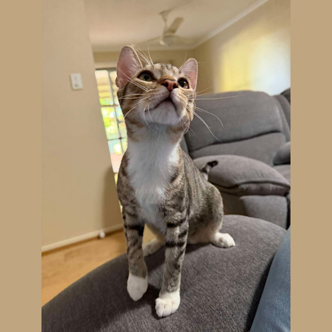 Photo of Moose