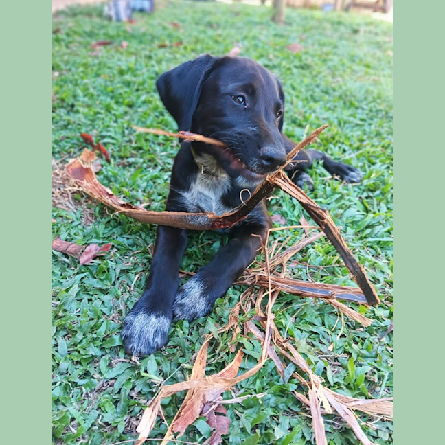 Photo of Coco