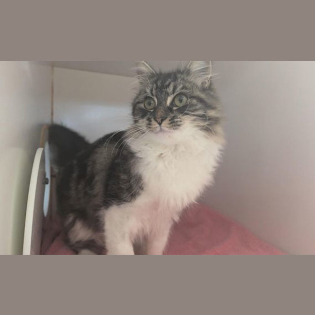 Photo of Fluffy