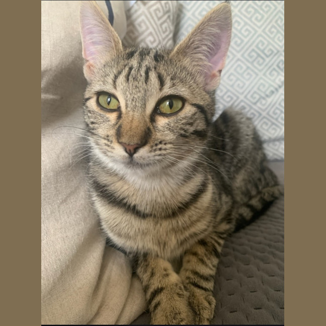 Photo of Strawberry