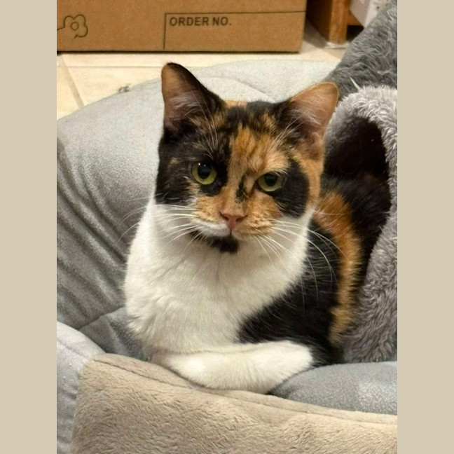 Photo of Everly *9 Lives Project Rescue*