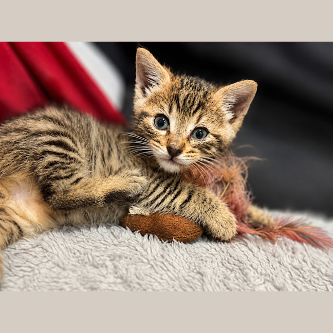 Photo of Finley