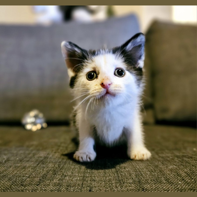 Photo of Creme