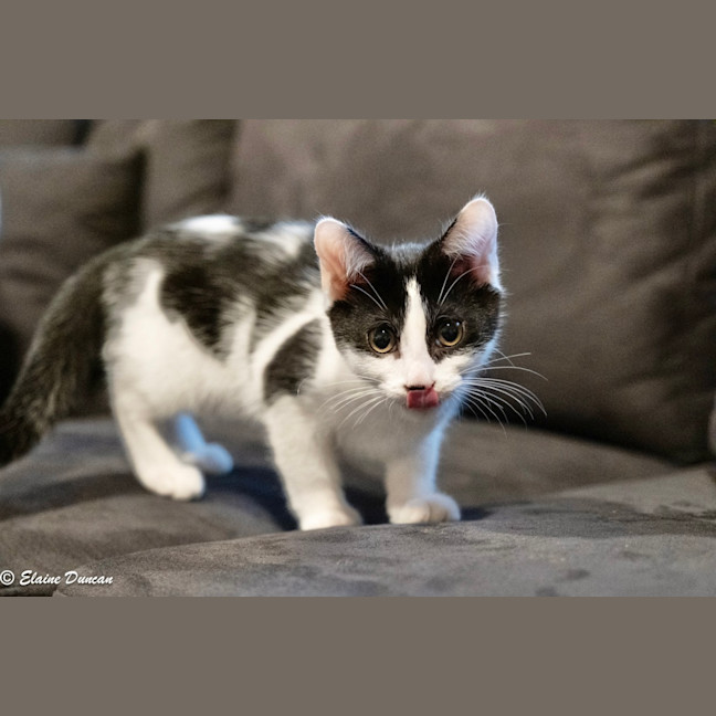 Photo of Batman