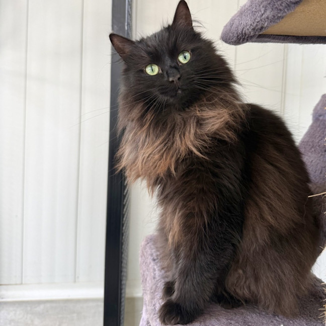 Photo of Figgy