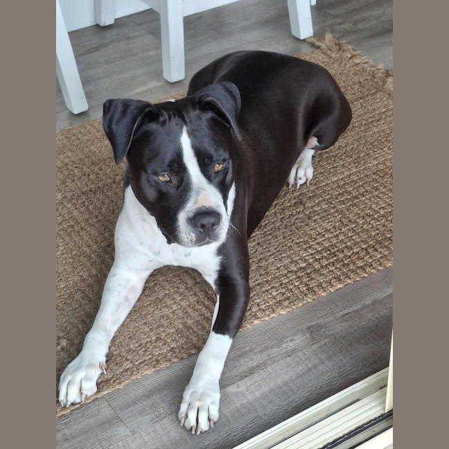 Photo of Zeus   5 Year Old Staffy X