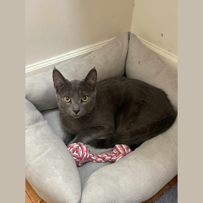 Photo of 🩶 Nico 🩶