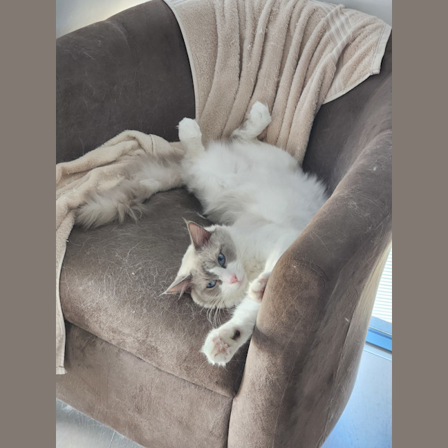 Photo of Shiro