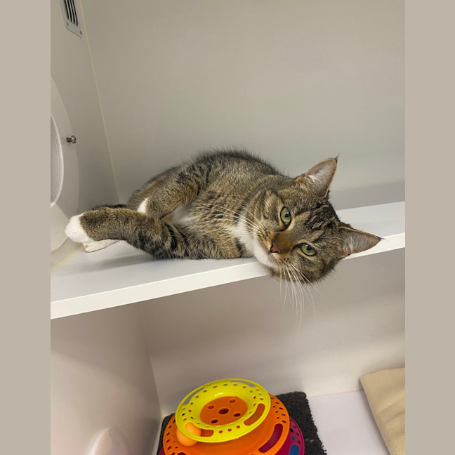 Photo of Luna
