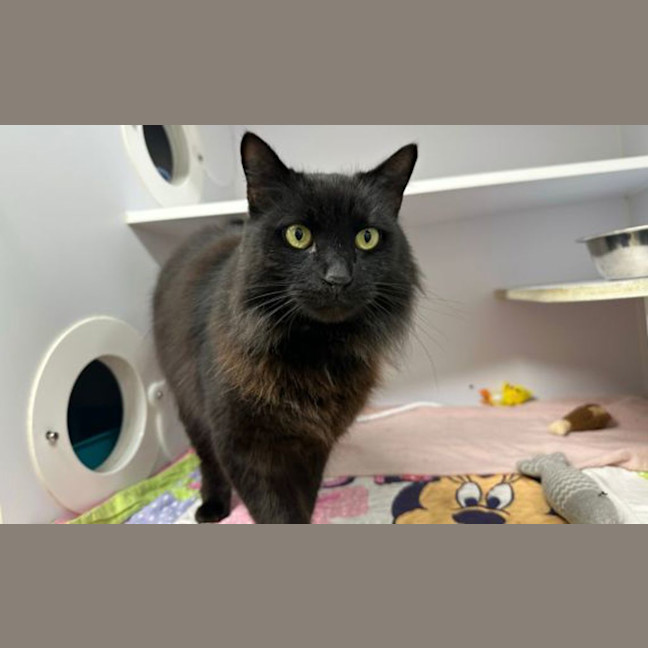 Photo of Cocoa