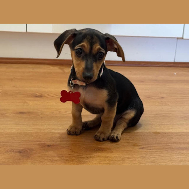 Photo of Nala, Brandy And Cookie