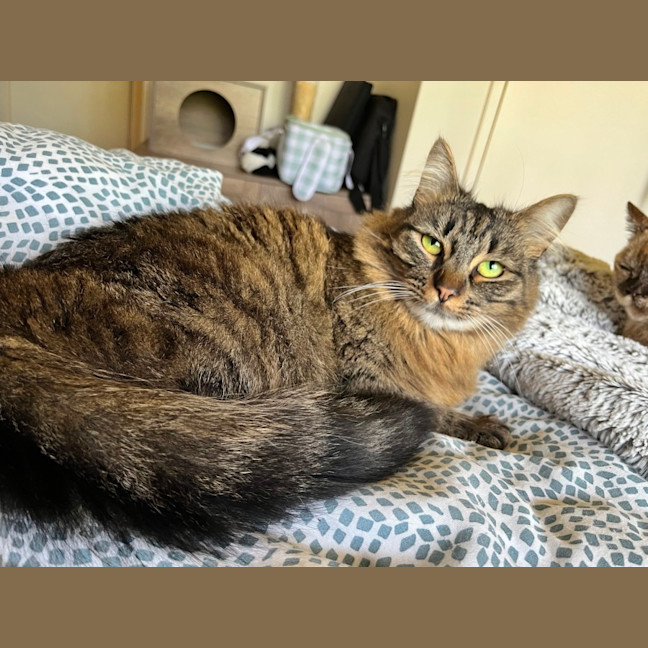 Photo of Foxi Loxi *9 Lives Project Rescue*