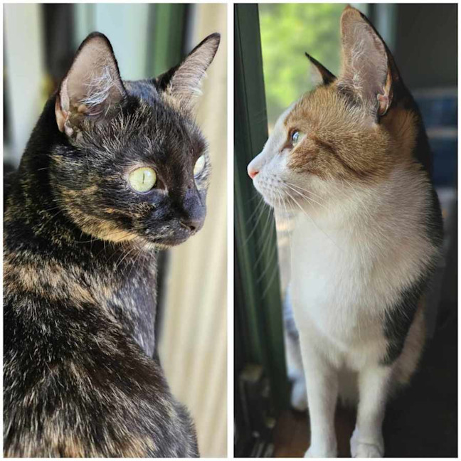 Photo of Pepper And Neo