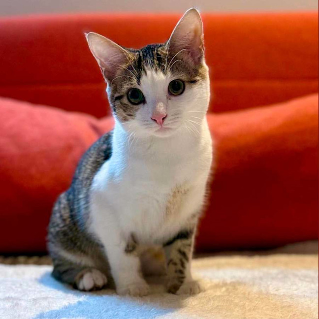Photo of Suki   In Foster Care In Brunswick East
