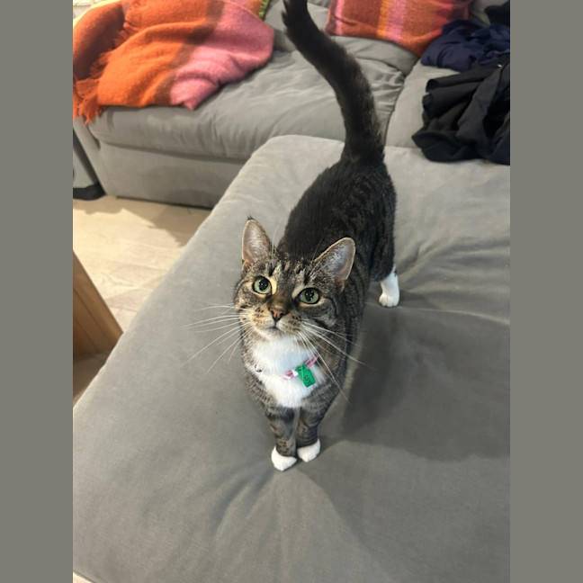 Photo of Nova