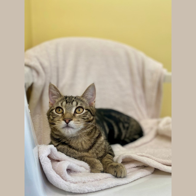 Photo of Peppercorn