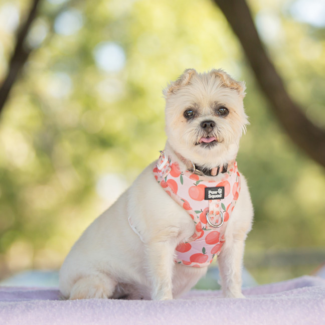 Photo of Pixie