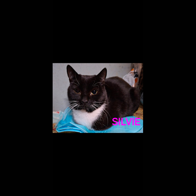 Photo of Silvie 