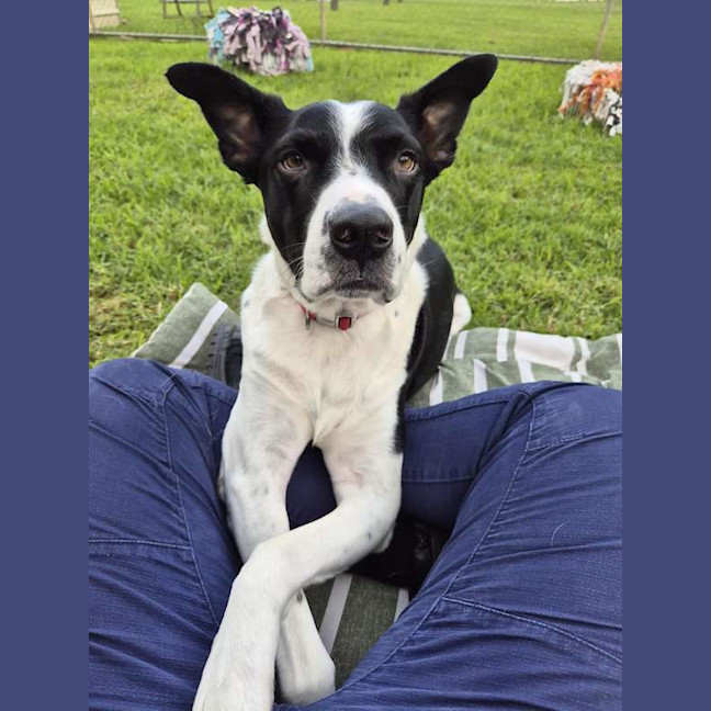 Photo of Dozer