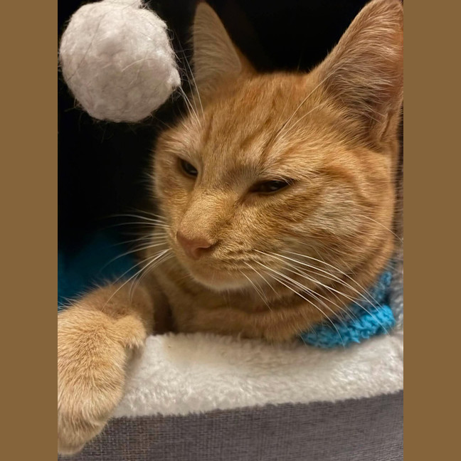 Photo of Archie