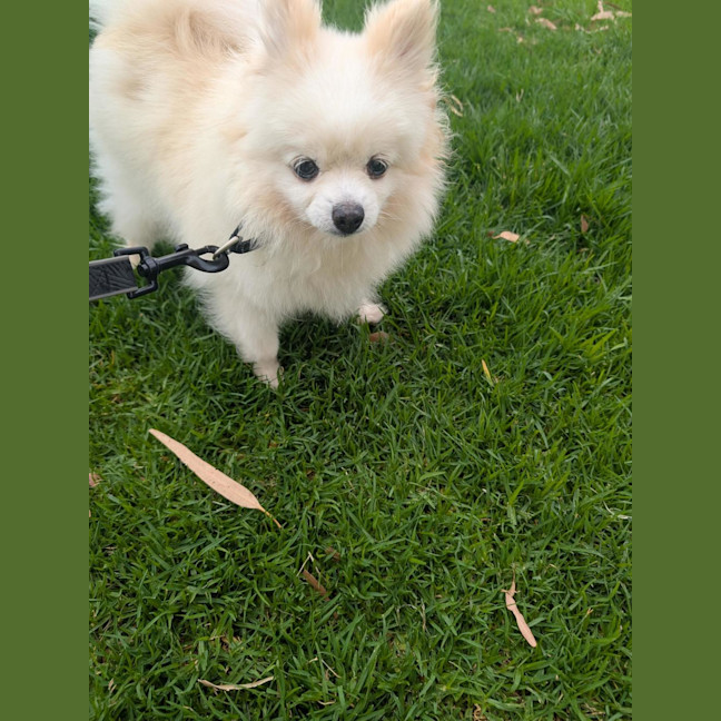 Photo of Princess