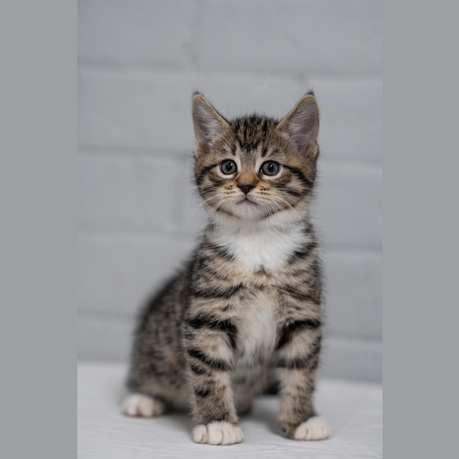 Photo of Schnitzel 
