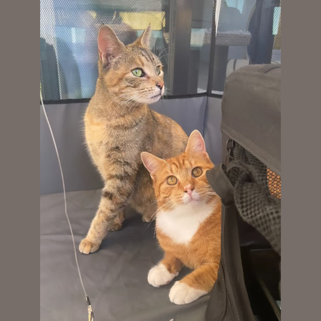 Photo of Lily & Charlie