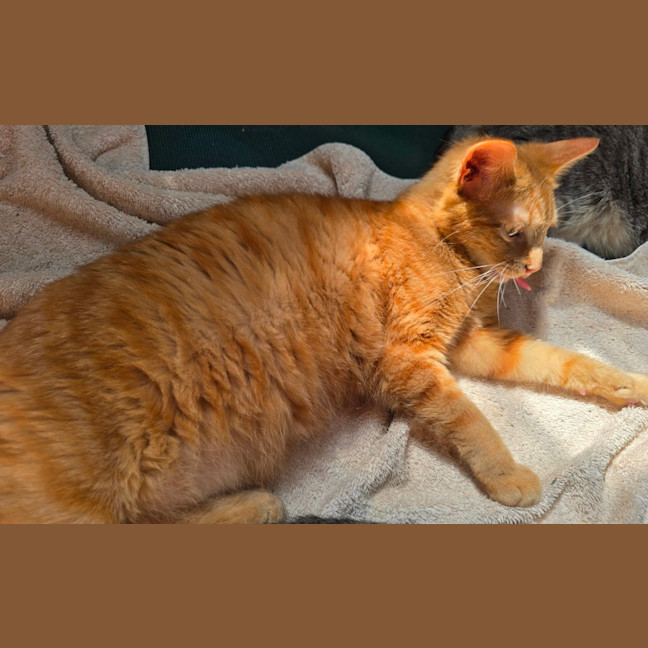 Photo of Wren