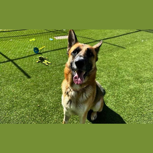 Photo of Moose