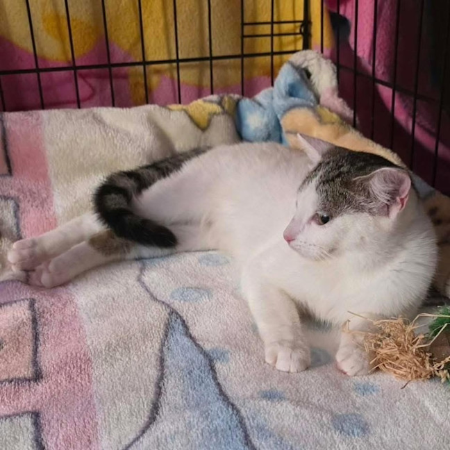 Photo of 13344   Rikki