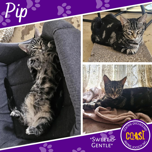 Photo of Pip