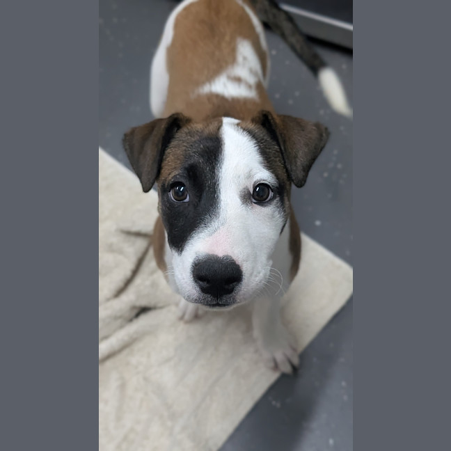 Photo of Kiah (Ex Ash)