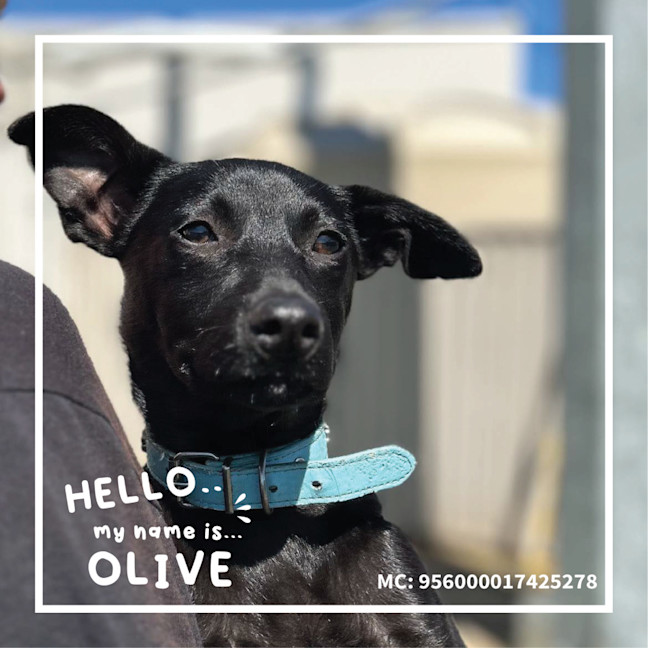 Photo of Olive