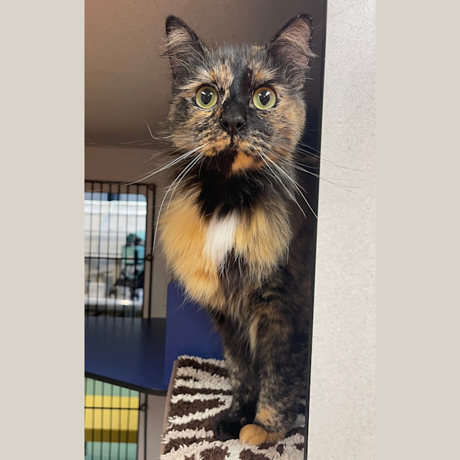 Photo of Freya