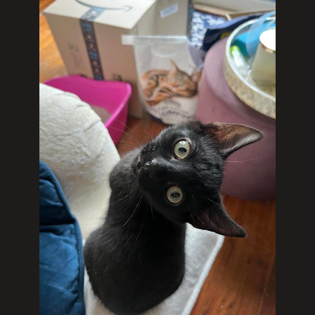 Photo of Ninja