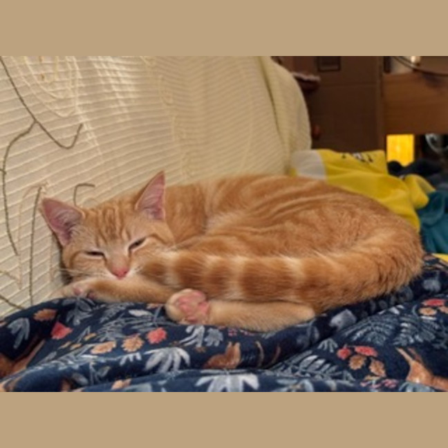 Photo of Prince Archie