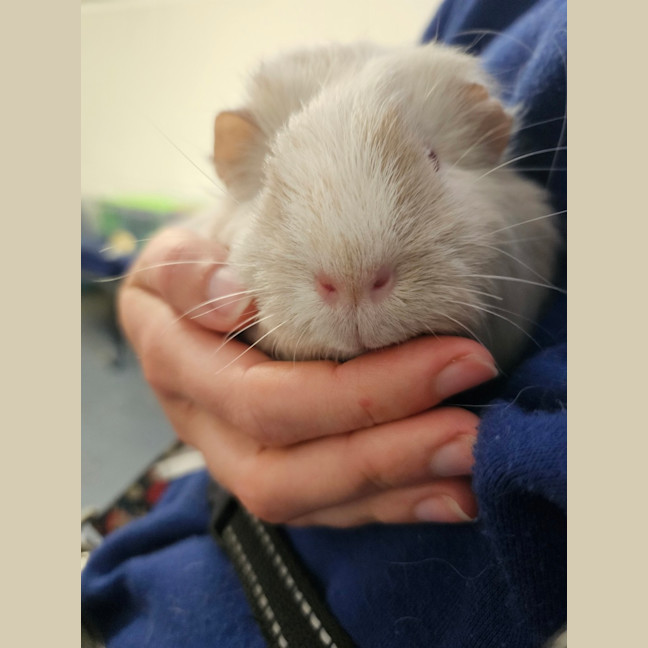 Photo of Cinnamon Bun