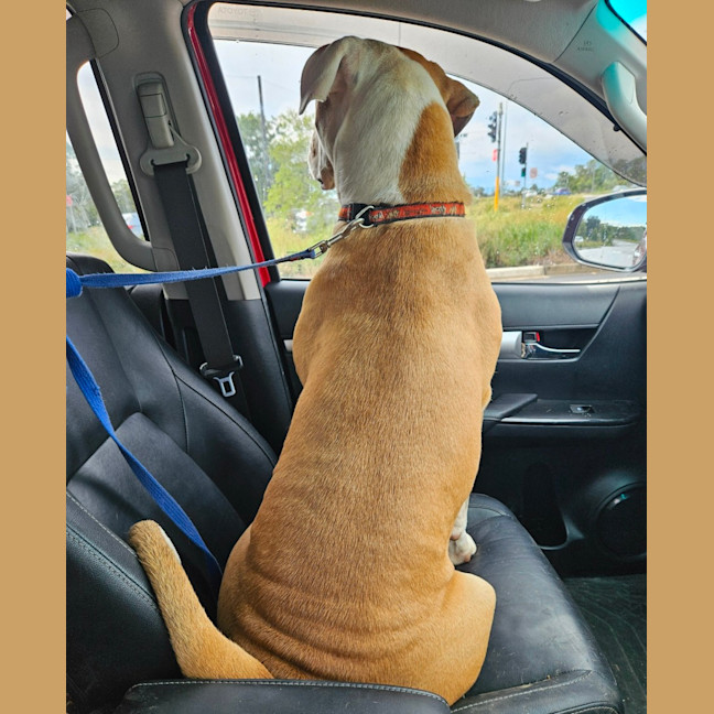 Photo of Maverick