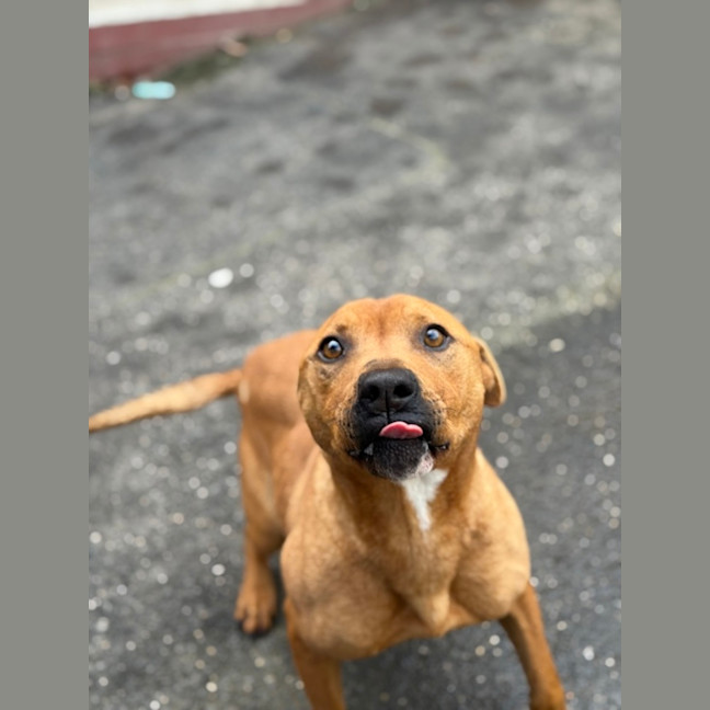 Photo of Beef Supreme