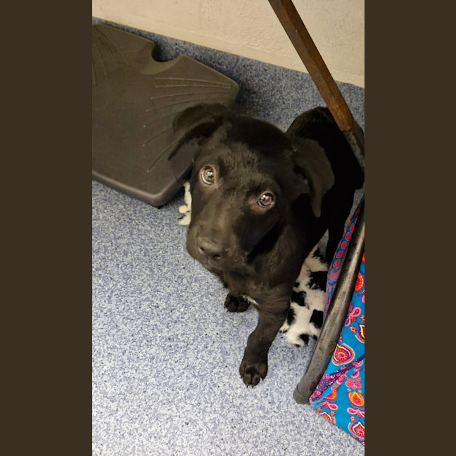 Photo of D1081 Pascal