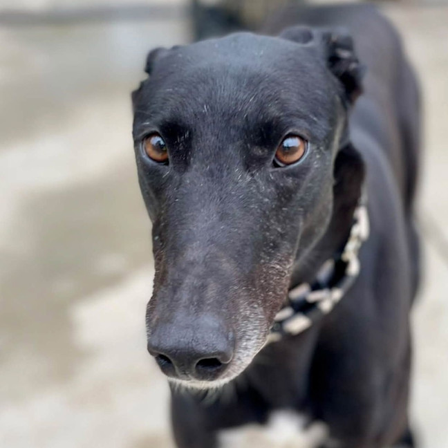 Photo of Snuffleupagus The Greyhound
