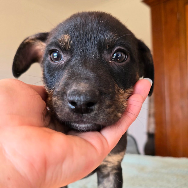 Photo of Dr Bunsen Honeydew