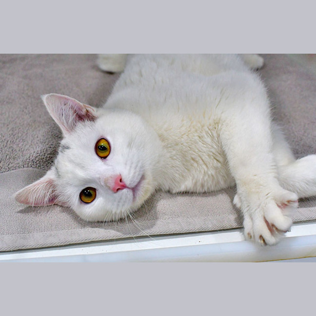 Photo of Corporal Cashew